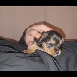 Boy 4 - Black and tan male Yorkshire Terrier puppy in Columbia, Tennessee from Middle Tennessee Teacup Yorkie puppies
