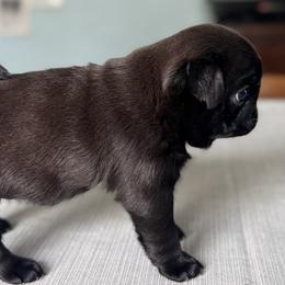Pugs from Sonya & Olly Pugs