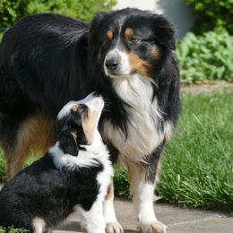 Gus - English Shepherd