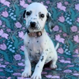 Lavender - White and black female Dalmatian puppy in Whitwell, Tennessee from Rock a Dalmatian “RockADal”
