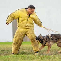 German Shepherds from Wachhund Kennels