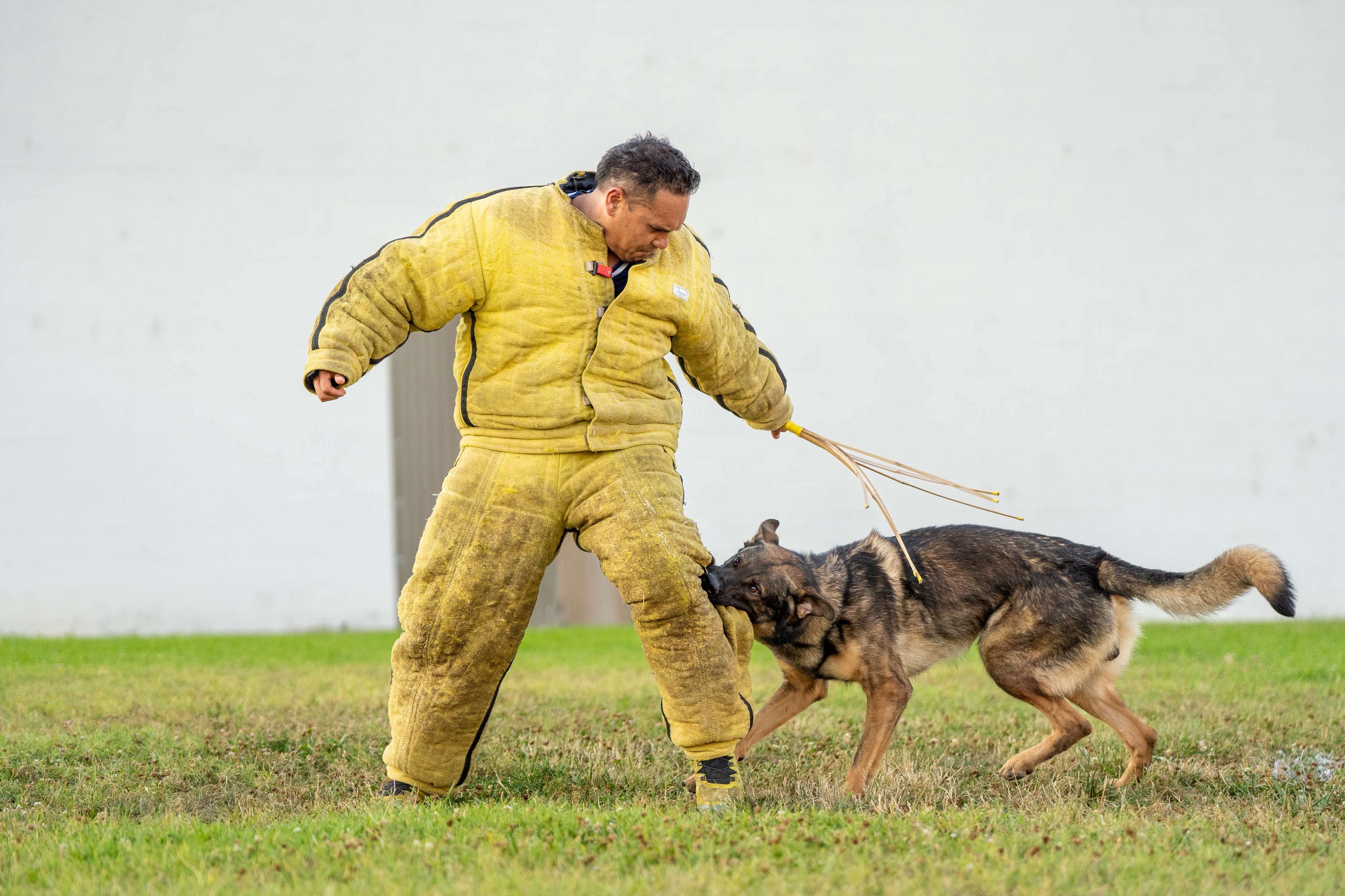German Shepherd training in French Ring bitework with a decoy