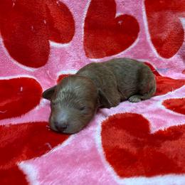 Huckleberry Hank - Red  male Poodle puppy in Greensburg, Kentucky from Doodle Me Crazy