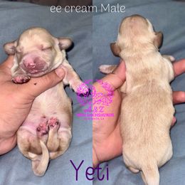 Yeti - Cream male Dachshund puppy in Hornbeck, Louisiana from A&Z Mini Dachshunds