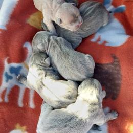 French Bulldog puppies from Love A Bull Frenchies