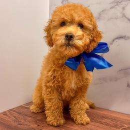 Wilem - Apricot male Goldendoodle puppy in Santa Clara, Utah from Desert Dawn Doodles