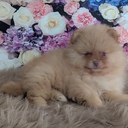 Australian Shepherd and Pomeranian Puppies from Sandy Aussies & Pomeranians