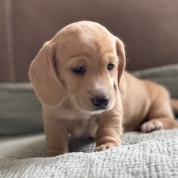 Boy 1 - Cream male Dachshund puppy in Wampum, Pennsylvania from Southern Sash Doxies