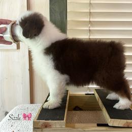 Sizzle - Red tri-color female Australian Shepherd puppy in Murrayville, Georgia from Mountain Ridge Aussies