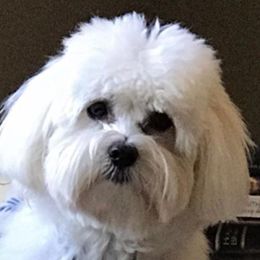 Coton de Tulear All Grown Up from Lori Brock