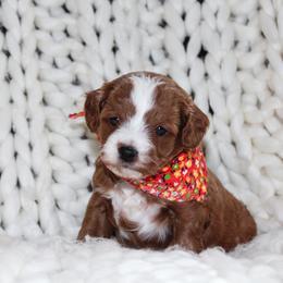 Cavapoo Puppies from Cavapoo Corner
