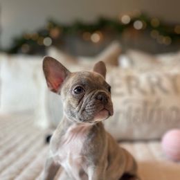 French Bulldog Puppies from Honey Bee Frenchies
