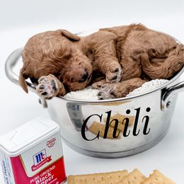 Chili - Red  male Goldendoodle puppy in Mecklenburg County, North Carolina from Rustic Road Doodles