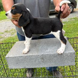 Faith - Black tan and white female Beagle puppy in Lockney, West Virginia from S&T Kennels