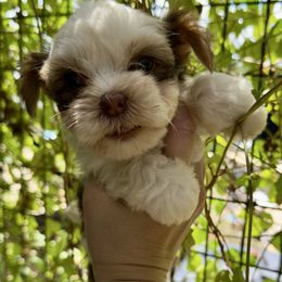 Jubilee - Chocolate, tan and white female Yorkshire Terrier puppy in Elgin, Texas from For The Love of Yorkies Texas