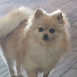 Sadie - Pomeranian