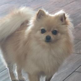 Sadie - Pomeranian