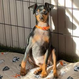Miniature Pinscher Puppies from DeLeeuw Family Miniature Pinschers