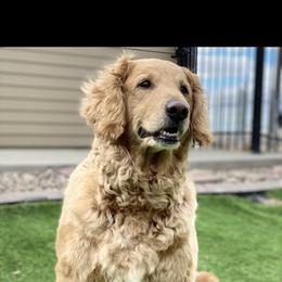 Anne - Goldendoodle