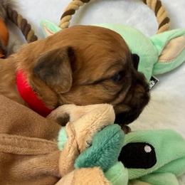 Jawa (zippy) - Red male Brussels Griffon puppy in Seneca, Missouri from Stephanie’s Puppy Colony