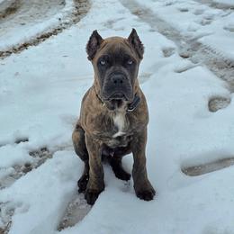 Cane Corso Puppies from Brandy’s Corso’s
