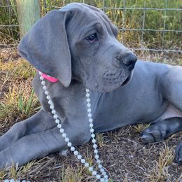 Coral - Blue Great Dane puppy in Rosharon, Texas from Parker's Great Danes