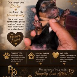 Simba - Black and tan male Yorkipoo puppy in Gastonia, North Carolina from Dynasty Kennel