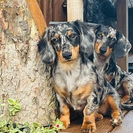Kia - Dachshund