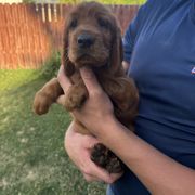 Dark Green-Gilderoy Lockhart - Mahogany male Irish Setter puppy in Franklin, Idaho from Spring Creek Irish Setters