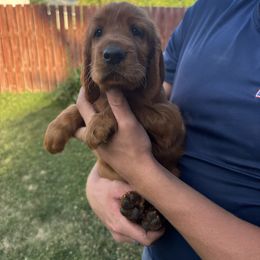 Dark Green-Gilderoy Lockhart - Mahogany male Irish Setter puppy in Franklin, Idaho from Spring Creek Irish Setters