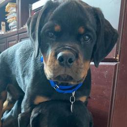 Rottweiler Puppies from Von Der Quinn Rottweilers