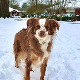 Miniature Australian Shepherds from Shaelyn’s Aussies