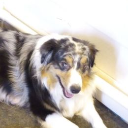 Australian Shepherds, Border Collies, and Companion Crosses from Simpson's Aussies and Border Collies