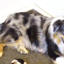 Australian Shepherds, Border Collies, and Companion Crosses from Simpson's Aussies and Border Collies