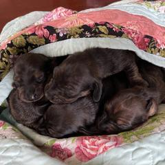 Dachshund Puppies from Dachshunds of Tales