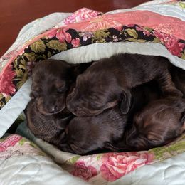 Dachshund Puppies from Dachshunds of Tales