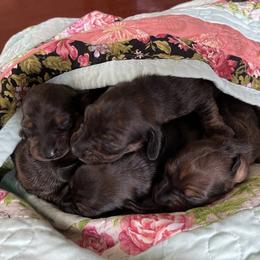 Dachshund Puppies from Dachshunds of Tales