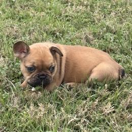 French Bulldog Puppies from Teak’s Texas Frenchie’s