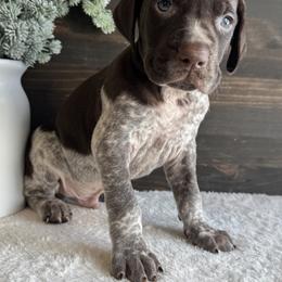 Odin - Liver roan male German Shorthaired Pointer puppy in Ulen, Minnesota from North Wind Gundogs