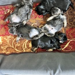 Shih Tzu Puppies from LaDawn’s Little Lions