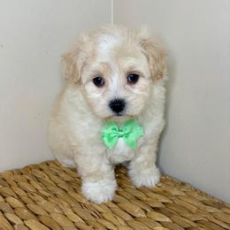 Yoda - F1B Toy Maltipoo - Cream male Companion Cross puppy in Morehead, Kentucky from Paw Perfect Pets