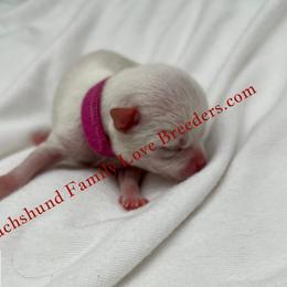 Pearl - White female Chihuahua puppy in Chino Valley, Arizona from Dachshund Family Love Breeders
