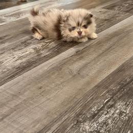 Merle male 2 - Chocolate merle male Pomeranian puppy in Indiana from Unique Uprisings