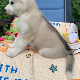 Siberian Husky Puppies from Canace Siberians