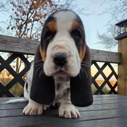 Romy - Black brown and white female Basset Hound puppy in Denison, Texas from Emma Lou's Baby Bassets
