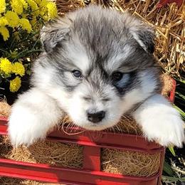 Siberian Huskies from Bluemoon Huskies