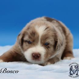 Jake - Red merle male Miniature Australian Shepherd puppy in Weeki Wachee, Florida from Arlington's Mini Aussies