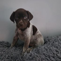 Girl 1 - White and liver female German Shorthaired Pointer puppy in Turner, Maine from Dow Family