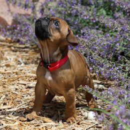 Red Collar - Fawn and white male French Bulldog puppy in Wichita, Kansas from Phantasticus French Bulldogs