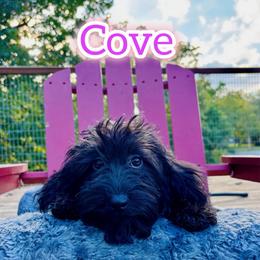 Cove - female Corgipoo puppy in Garland, Texas from Brewer's Doodles and French Bulldogs